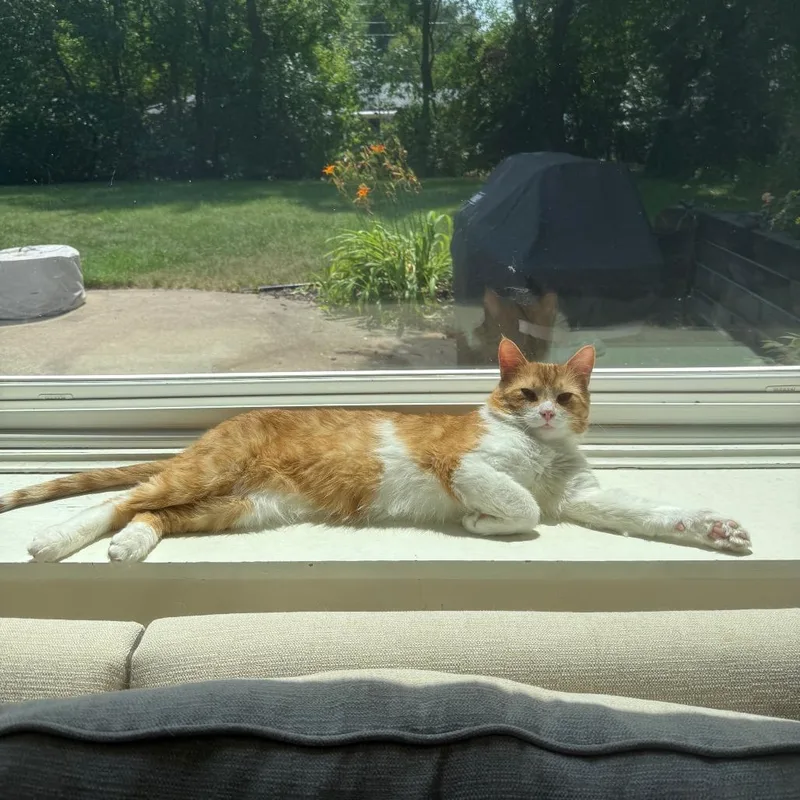 An adult large-sized male Buff / Tan / Fawn Domestic Short Hair cat named Moss for adoption in St. Paul, MN