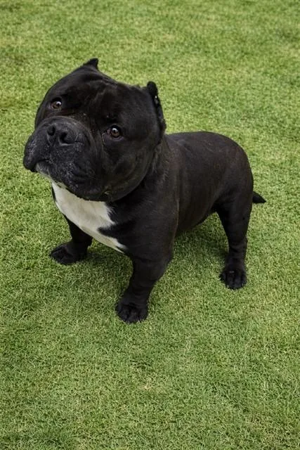 An adult medium-sized male American Bulldog dog named T'challa for adoption in Lancaster, CA