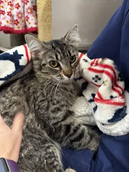 A young small-sized female Domestic Medium Hair cat named Water Lily for adoption in Roseville, CA