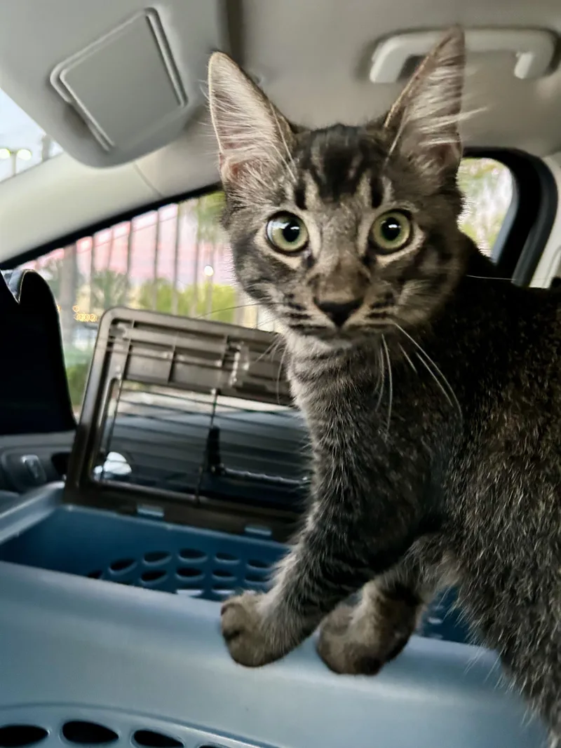 Joey & Jade thumbnail 2