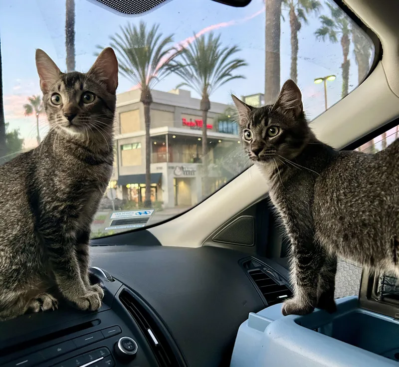 Joey & Jade thumbnail 5