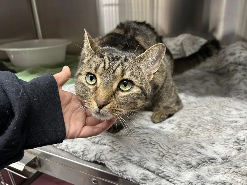 An adult medium-sized female Tabby (Brown / Chocolate) Domestic Short Hair cat named Esmeralda for adoption in Columbia, SC