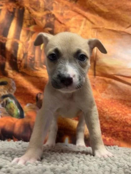 A baby small-sized female Shepherd dog named Sylveon for adoption in San Antonio, TX
