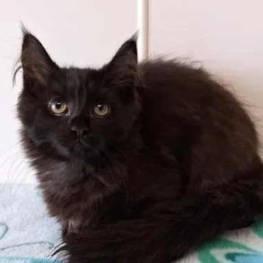 A young small-sized female Black Domestic Long Hair cat named Magpie for adoption in Belmont, NY
