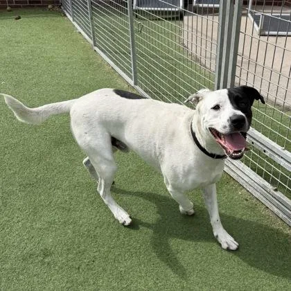 An adult large-sized male Pit Bull Terrier dog named Duke for adoption in Farmers Branch, TX