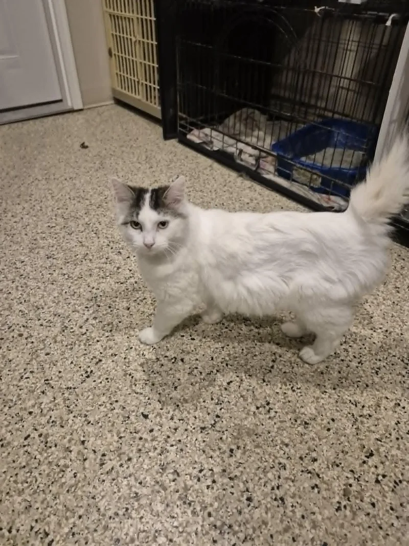 Merlin