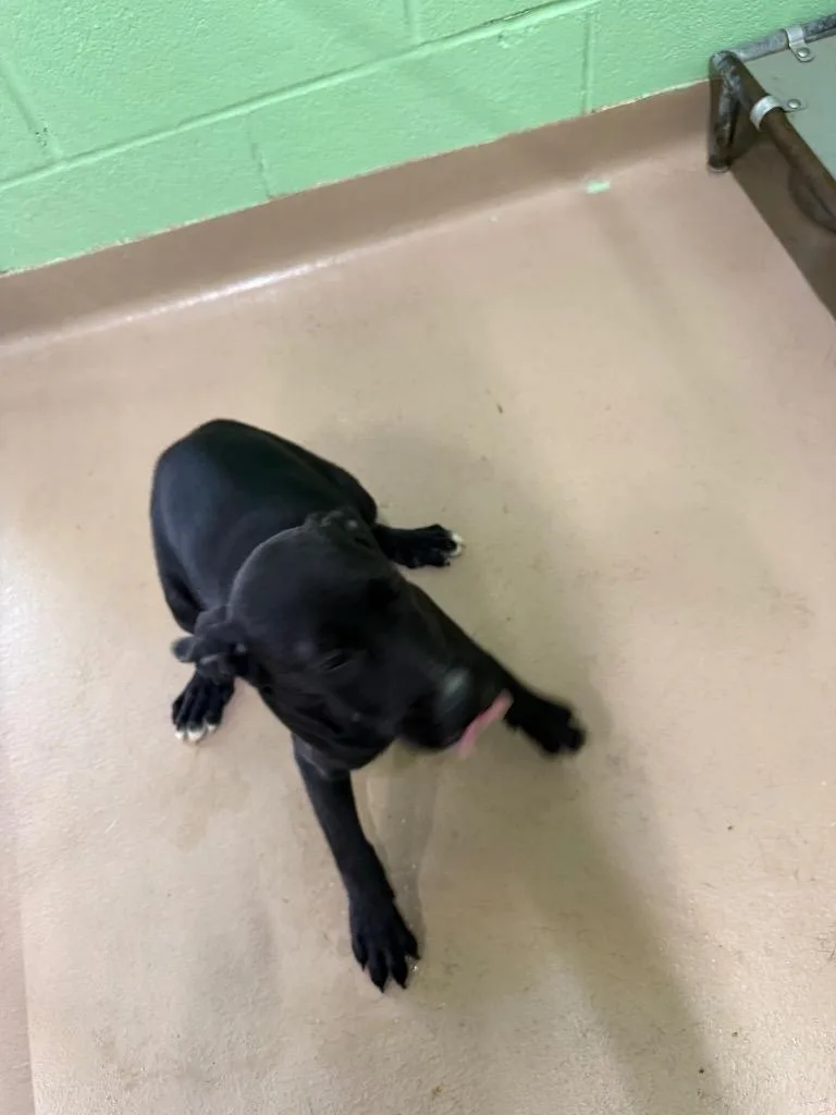 A baby medium-sized female Labrador Retriever dog named Collardy for adoption in Nacogdoches, TX