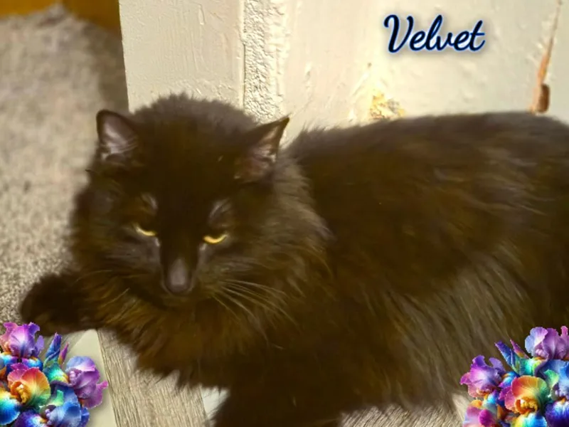 Velvet