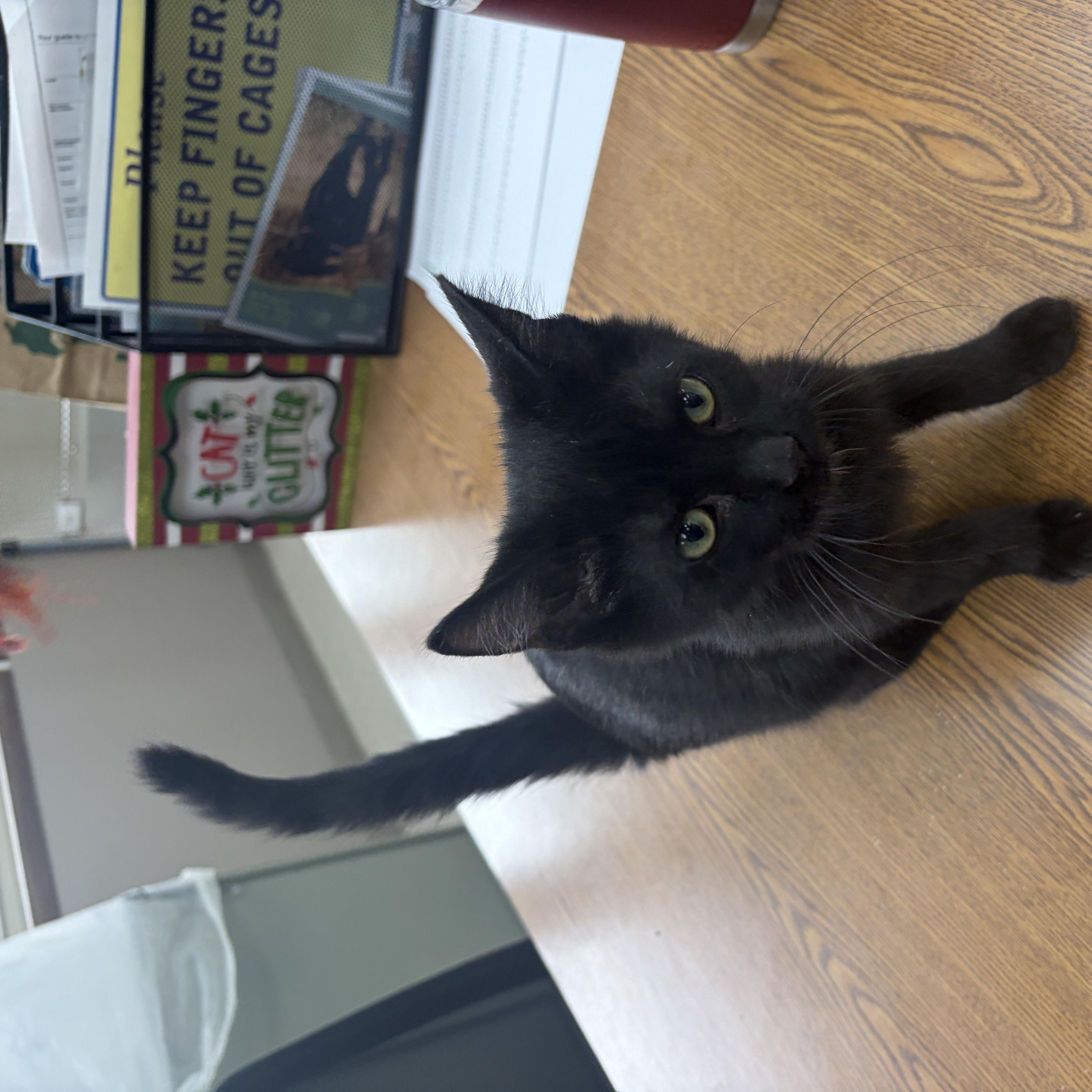 A baby medium-sized male Black Domestic Short Hair cat named Chip for adoption in Neillsville, WI