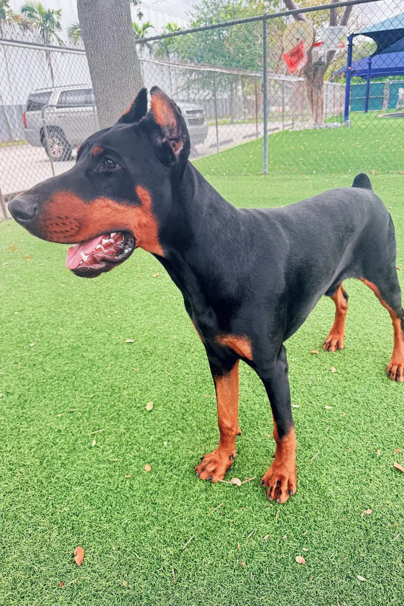 A young medium-sized male Doberman Pinscher dog named Kobe for adoption in Oakland Park, FL