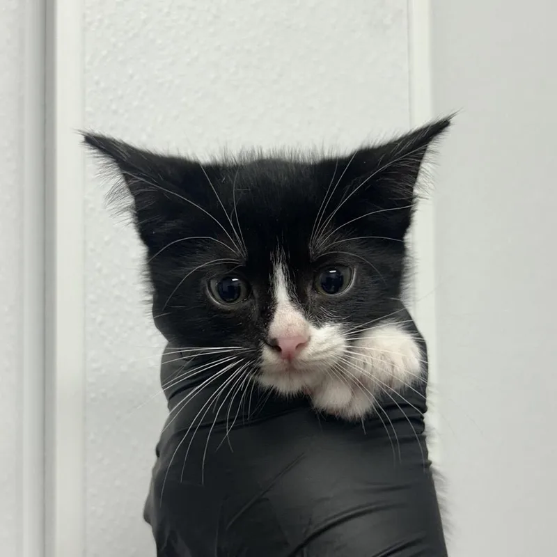A baby small-sized female Black Domestic Short Hair cat named Hide & Seek for adoption in Abilene, TX
