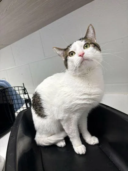 An adult medium-sized male White Domestic Short Hair cat named Are You A Disco for adoption in Kansas City, MO