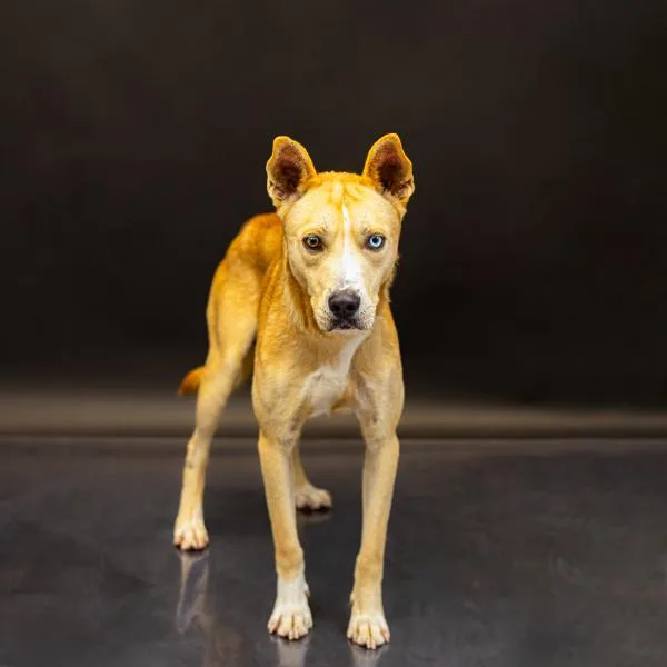 An adult large-sized male Shepherd dog named Pen  Zippy for adoption in Lawrenceville, GA