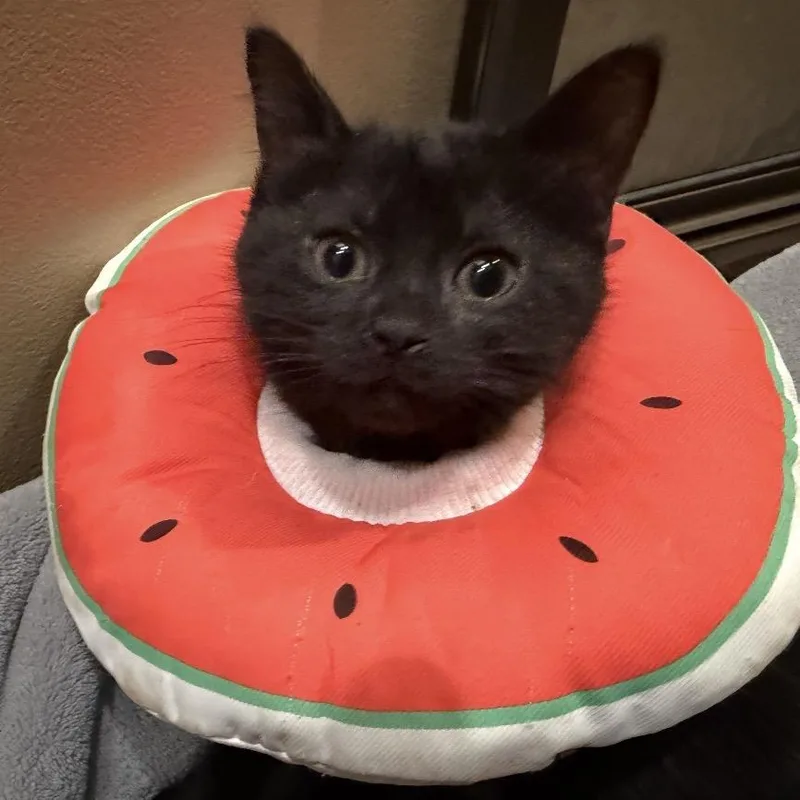 A baby small-sized female Black Domestic Short Hair cat named Jess for adoption in Fayetteville, GA