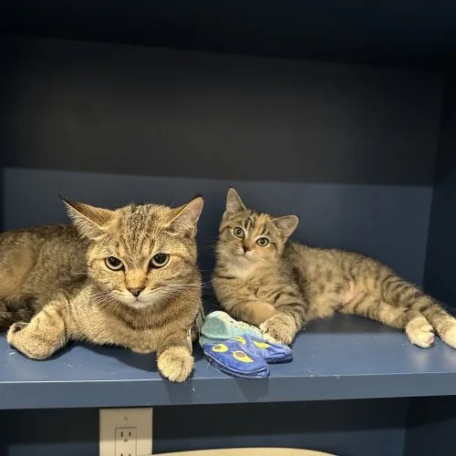 A young medium-sized female Torbie American Shorthair cat named Dusty for adoption in Tipp City, OH