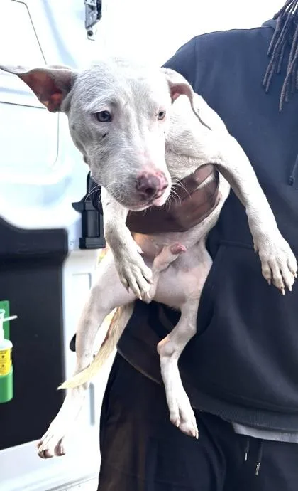A baby medium-sized male Mixed Breed dog named Mocha for adoption in West Chester, PA