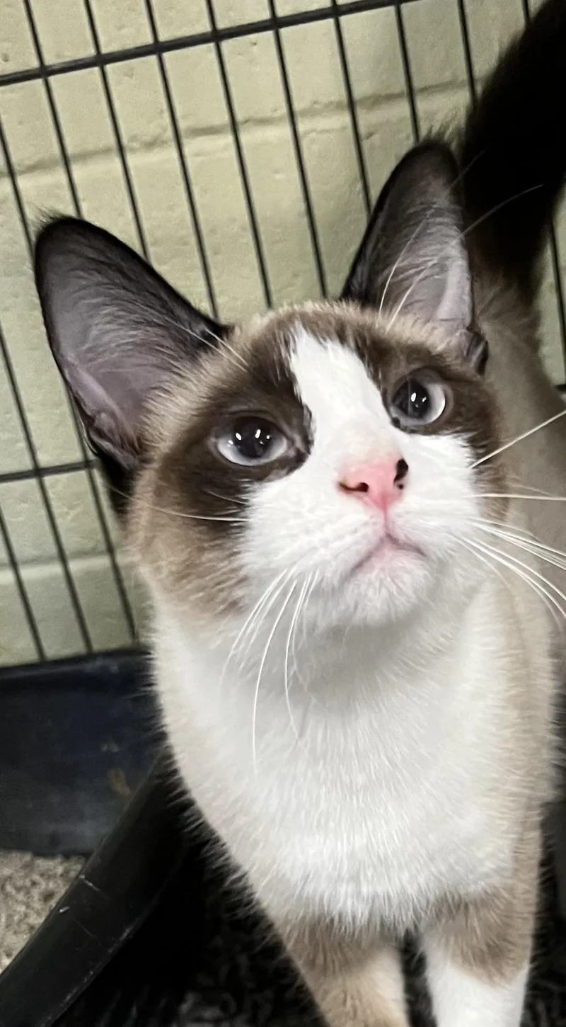 A young medium-sized female Buff / Tan / Fawn Domestic Short Hair cat named Bella for adoption in Holland, MI
