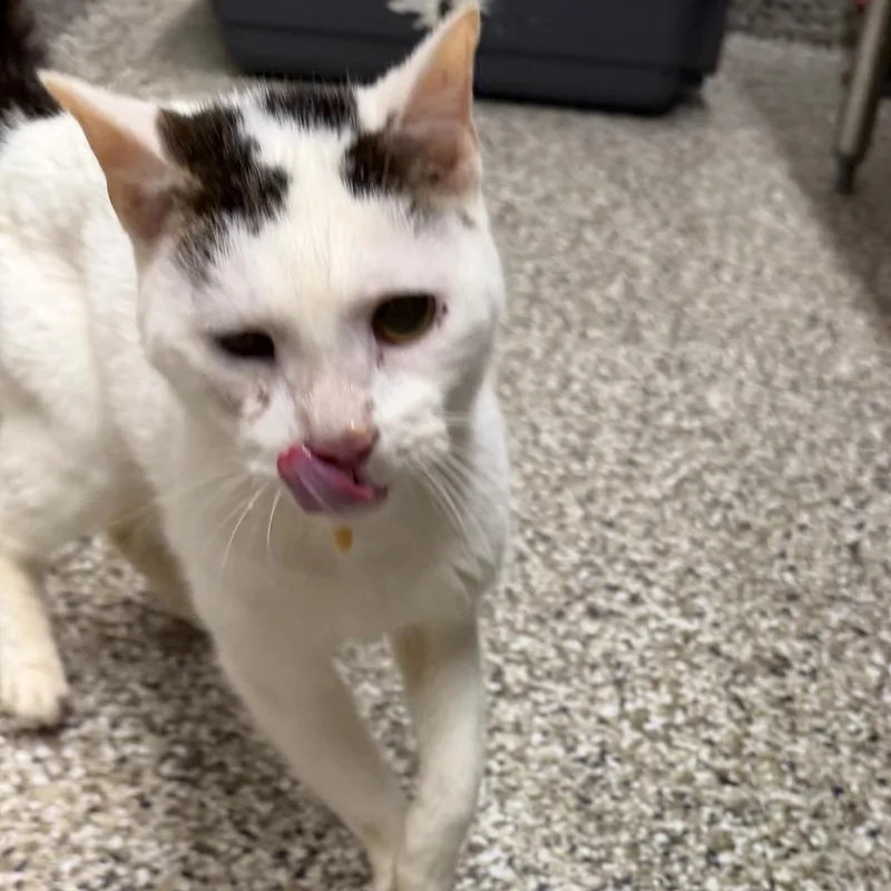 A senior medium-sized male Black Domestic Short Hair cat named Tiny for adoption in Morganton, NC