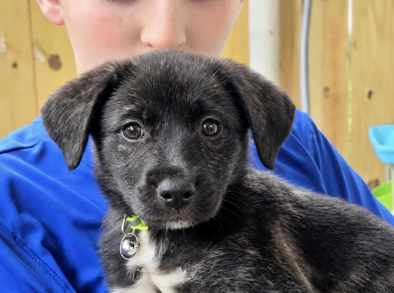 A baby medium-sized female Black Border Collie dog named Cricket for adoption in Covington, LA