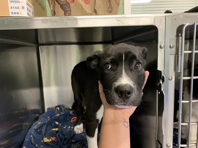 A baby small-sized male Labrador Retriever dog named Frito for adoption in Grand Prairie, TX