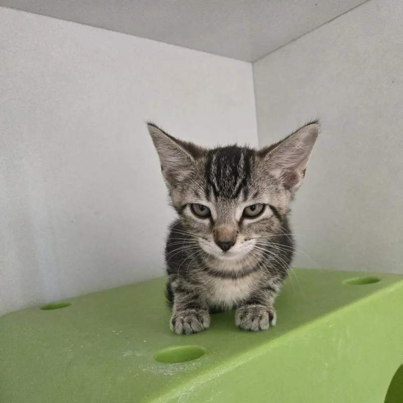 A baby small-sized female Black Domestic Short Hair cat named Jiffy for adoption in Desert Hot Springs, CA