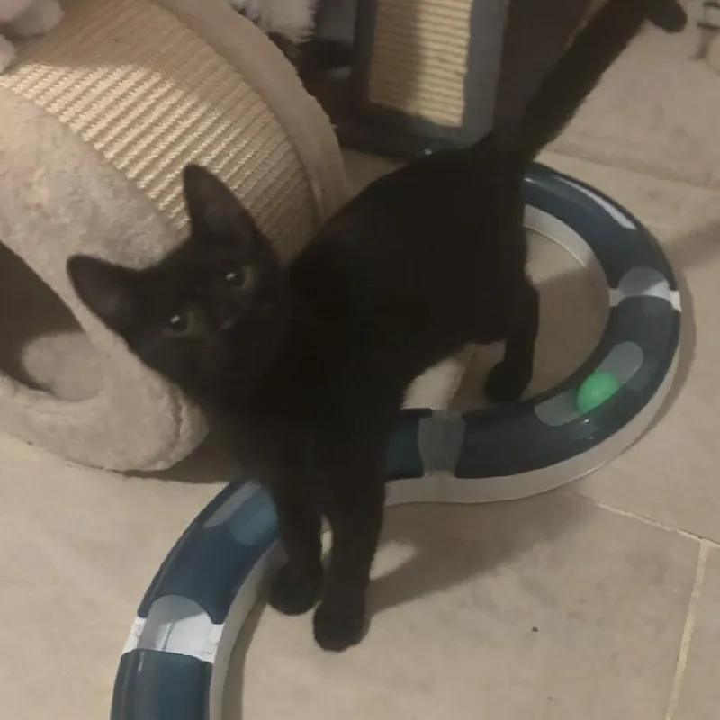 A baby small-sized male Black Domestic Short Hair cat named Marcus for adoption in Newark, NJ