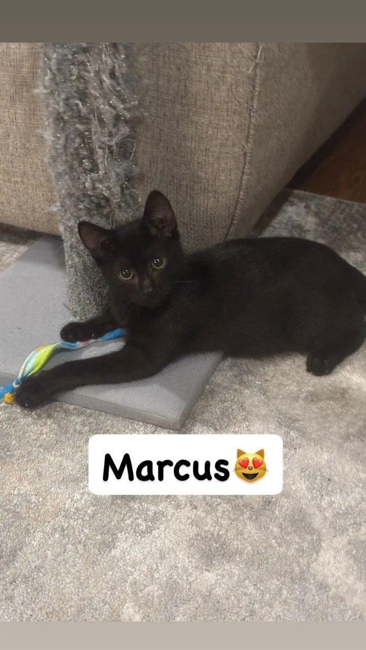 Marcus thumbnail 2