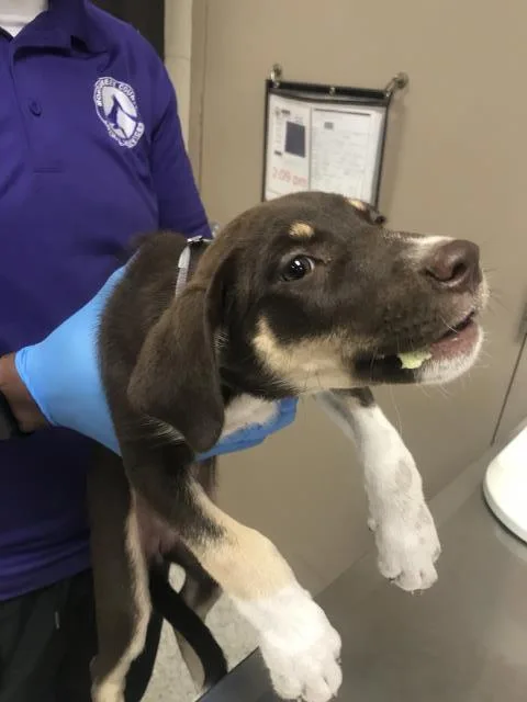 A baby small-sized female Labrador Retriever dog named A for adoption in Conroe, TX