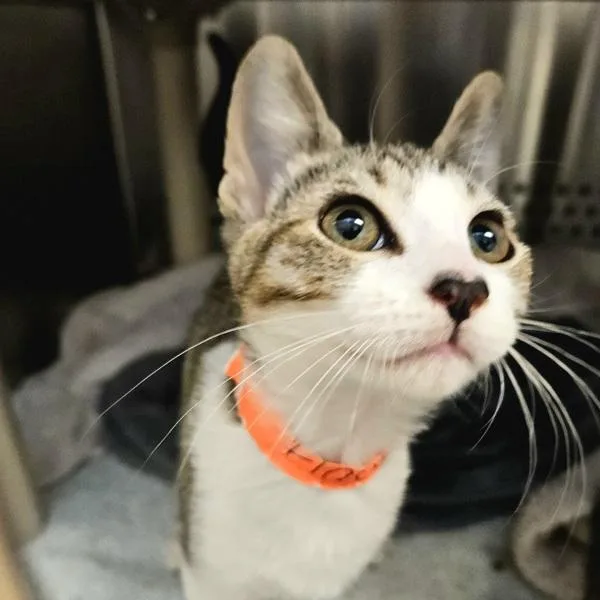 A baby small-sized female Domestic Short Hair cat named Flammulina for adoption in Dublin, CA