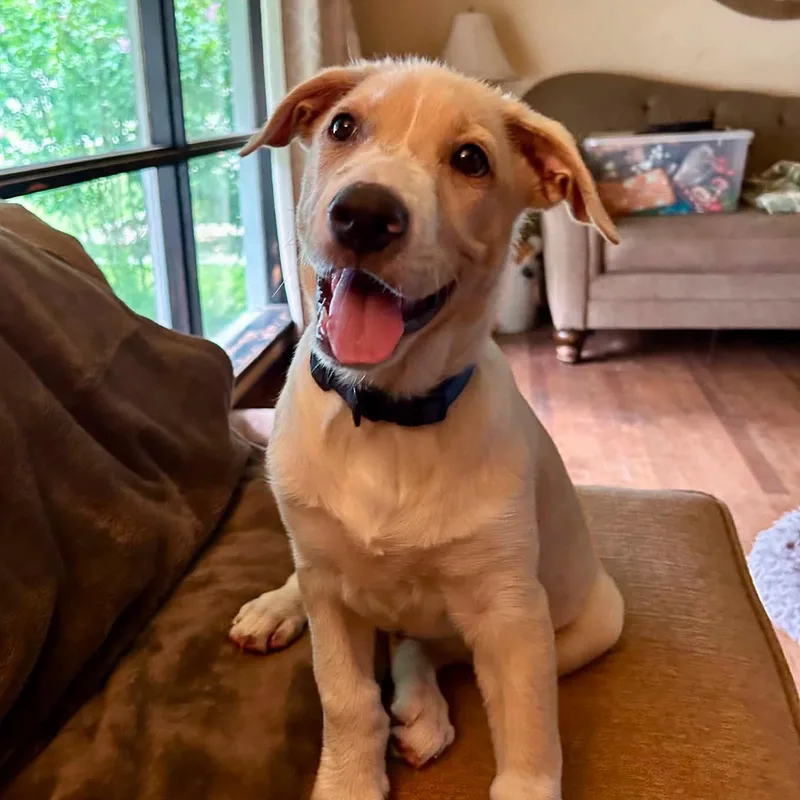A baby medium-sized male Shepherd dog named Toby for adoption in Palos Heights, IL