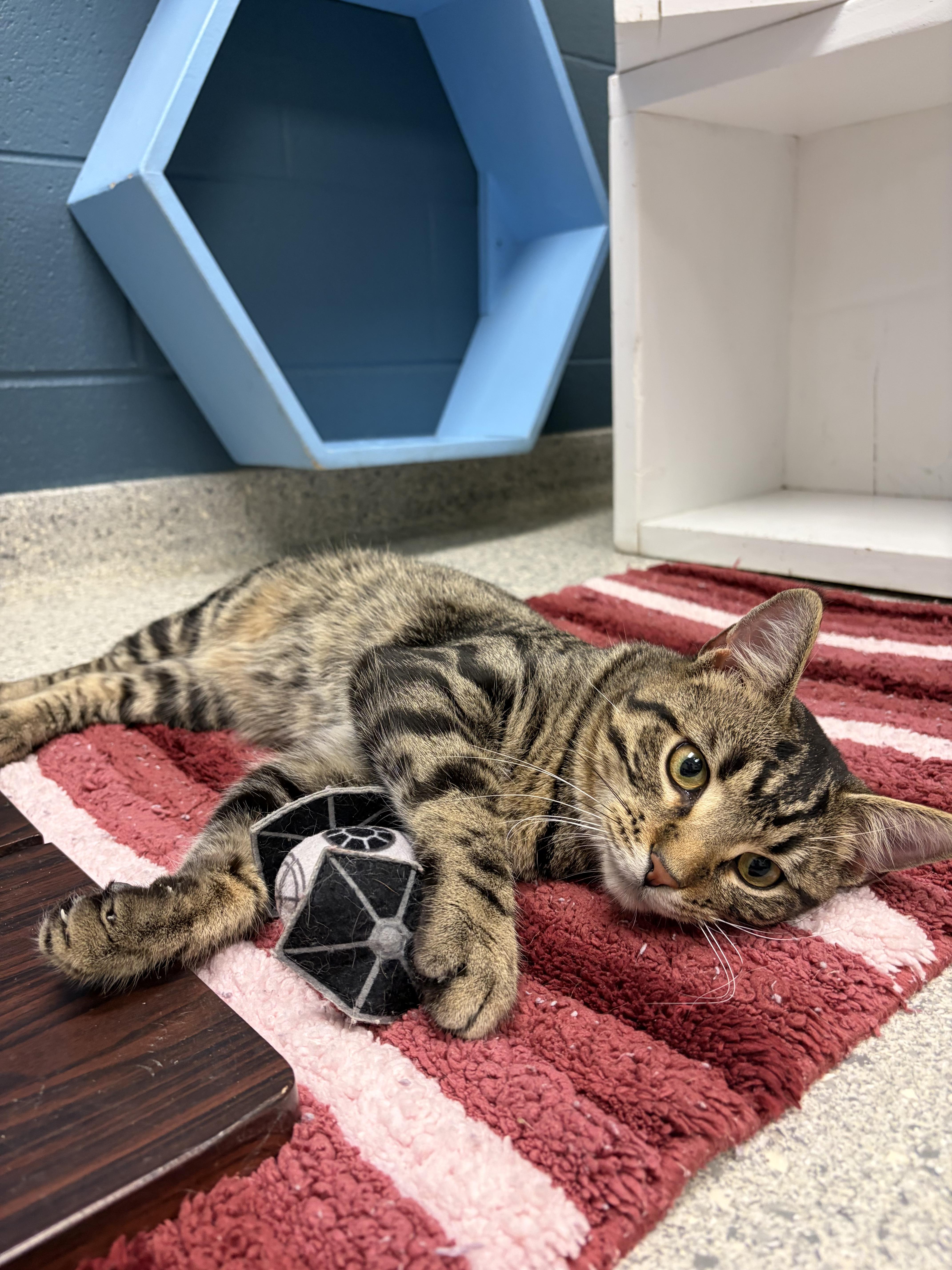 An adult medium-sized male Tabby (Brown / Chocolate) Domestic Short Hair cat named Oak for adoption in Valparaiso, IN