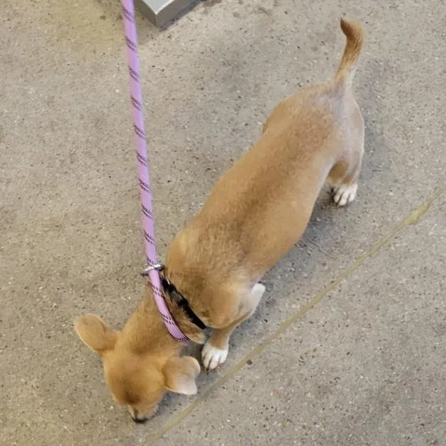 A young small-sized female Yellow / Tan / Blond / Fawn Mixed Breed dog named Gretchen for adoption in Las Cruces, NM