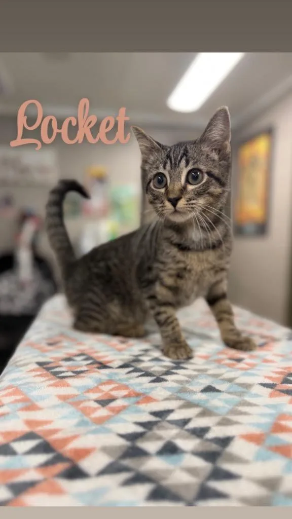 A baby small-sized female Domestic Short Hair cat named Locket for adoption in Hopkinsville, KY