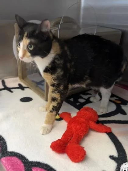 An adult small-sized female Domestic Short Hair cat named Bella for adoption in Missoula, MT