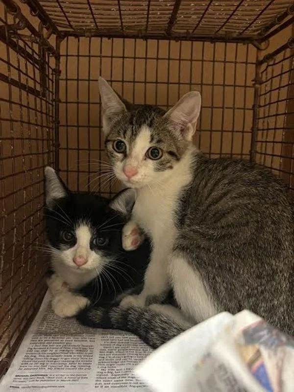 A baby small-sized male Domestic Short Hair cat named Tito for adoption in Austin, TX