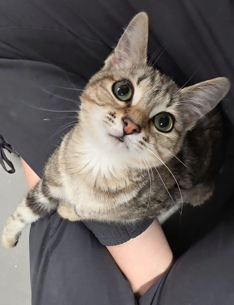 A baby medium-sized female Torbie Domestic Short Hair cat named Lion Heart for adoption in New York, NY