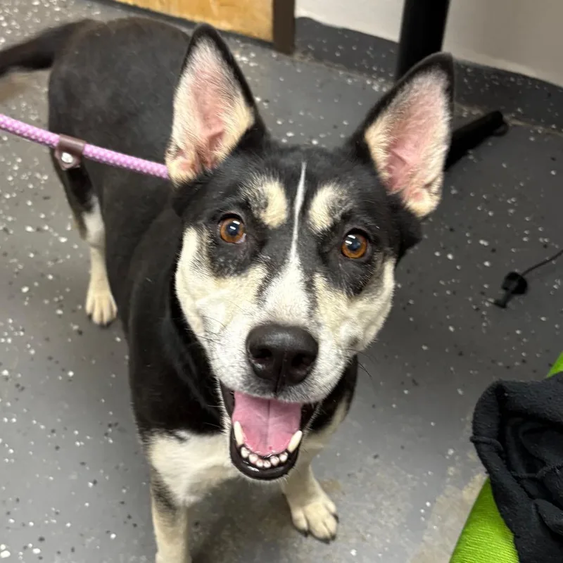 An adult large-sized female Black Mixed Breed dog named Hayley for adoption in Columbiana, AL