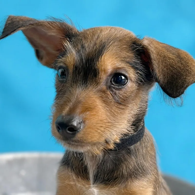 A baby small-sized male Brown / Chocolate Chihuahua dog named York for adoption in Boerne, TX