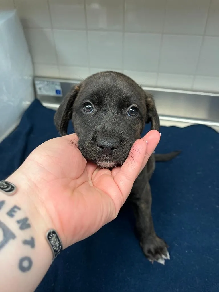 Dog Kennel thumbnail 2