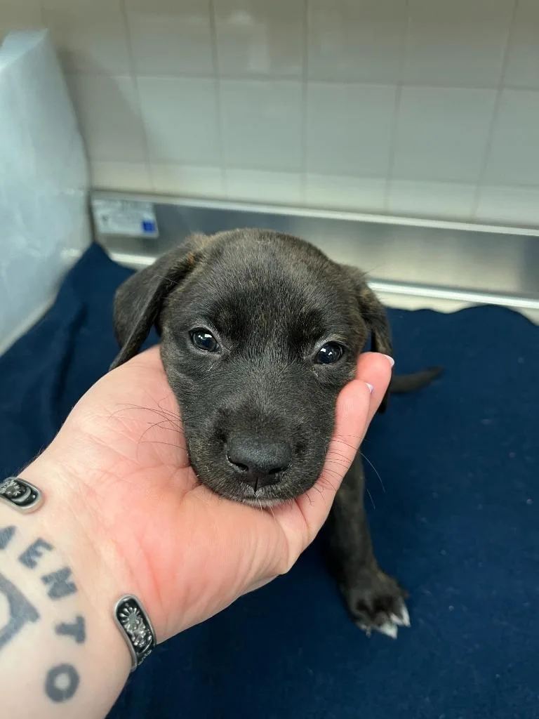 Dog Kennel thumbnail 3