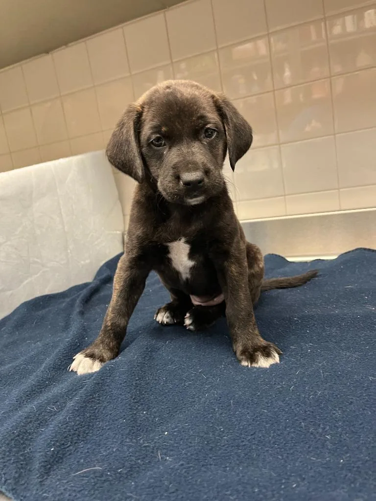 Dog Kennel thumbnail 4