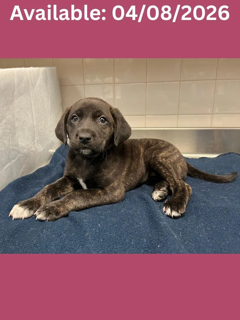 Dog Kennel thumbnail 5