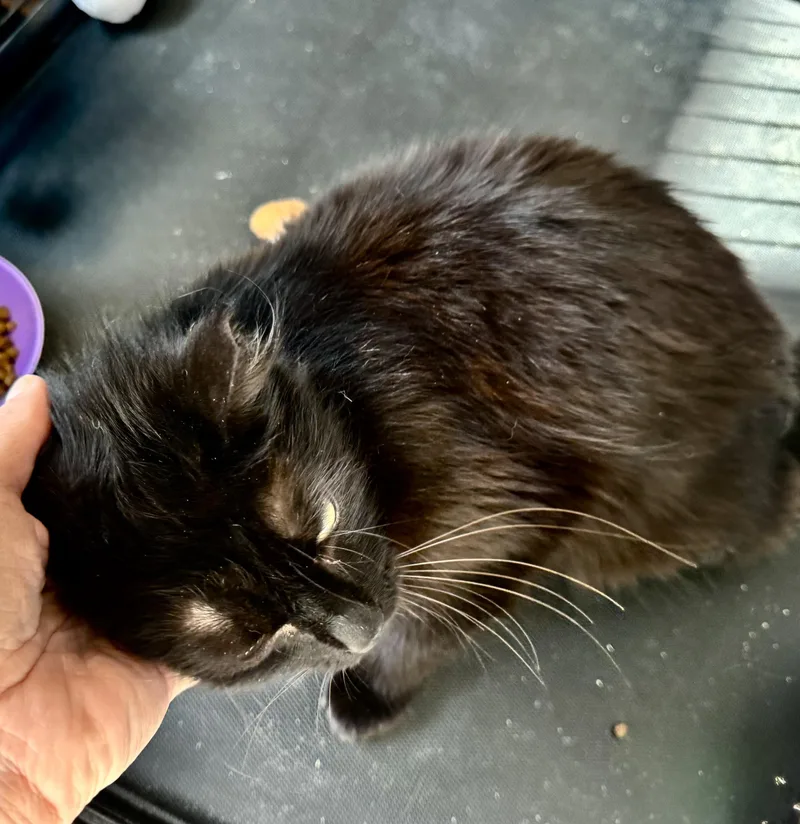 A young medium-sized female Black Balinese cat named Zoey for adoption in San Jose, CA