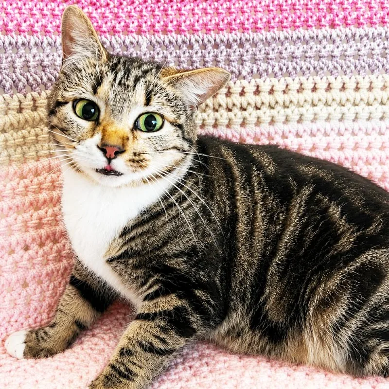 A young medium-sized female Brown / Chocolate Domestic Short Hair cat named Mama Ren for adoption in Mount Juliet, TN