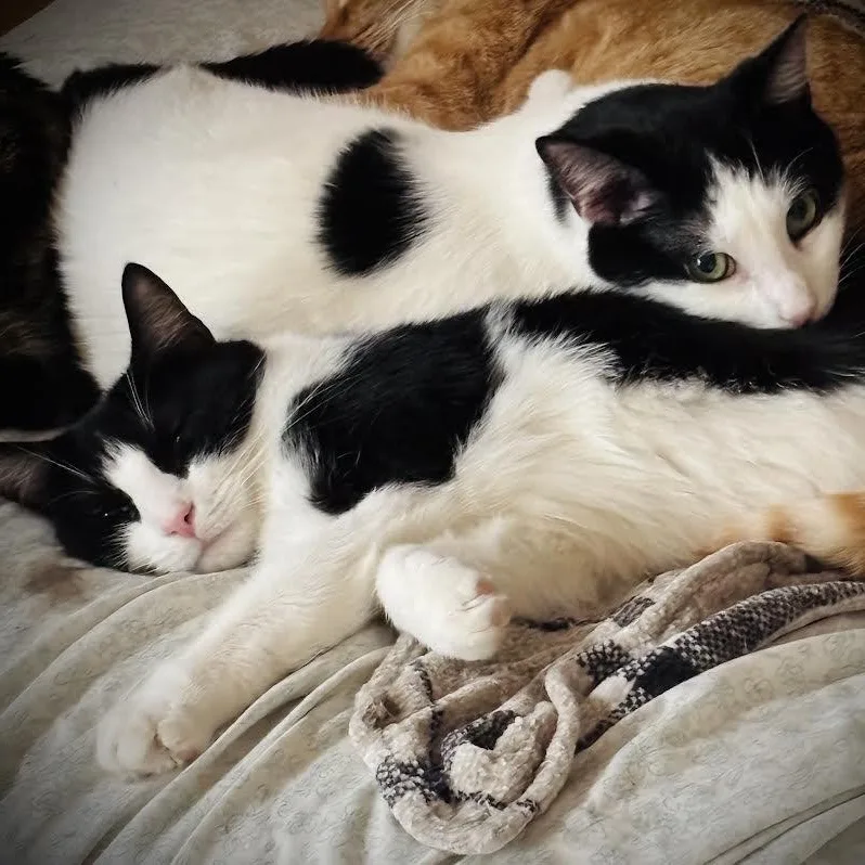A young medium-sized male Black & White / Tuxedo Domestic Short Hair cat named Travis & Trevor for adoption in Buffalo, NY
