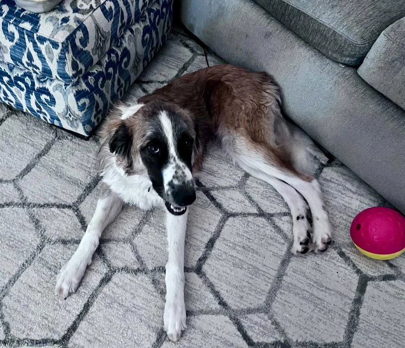 A young large-sized female German Shepherd Dog dog named Brynn for adoption in Thomasville, NC