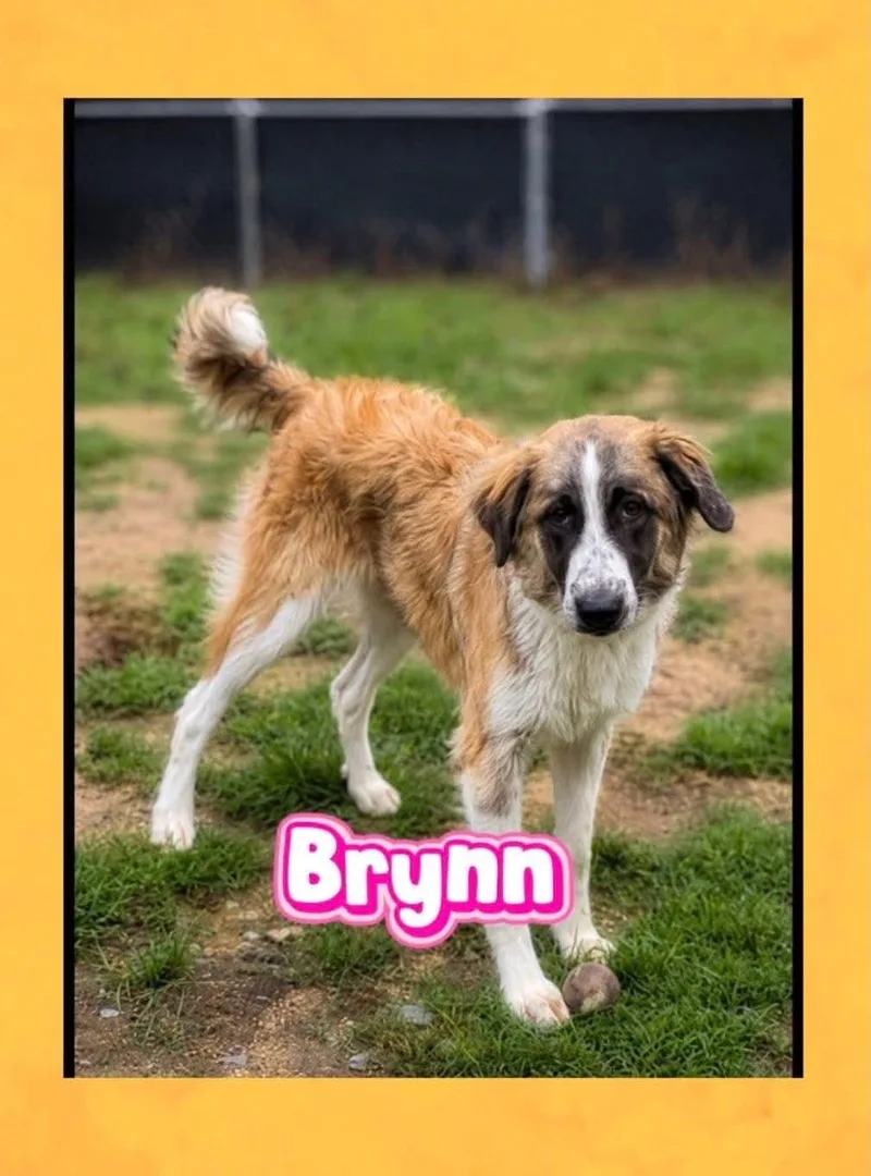 Brynn thumbnail 2