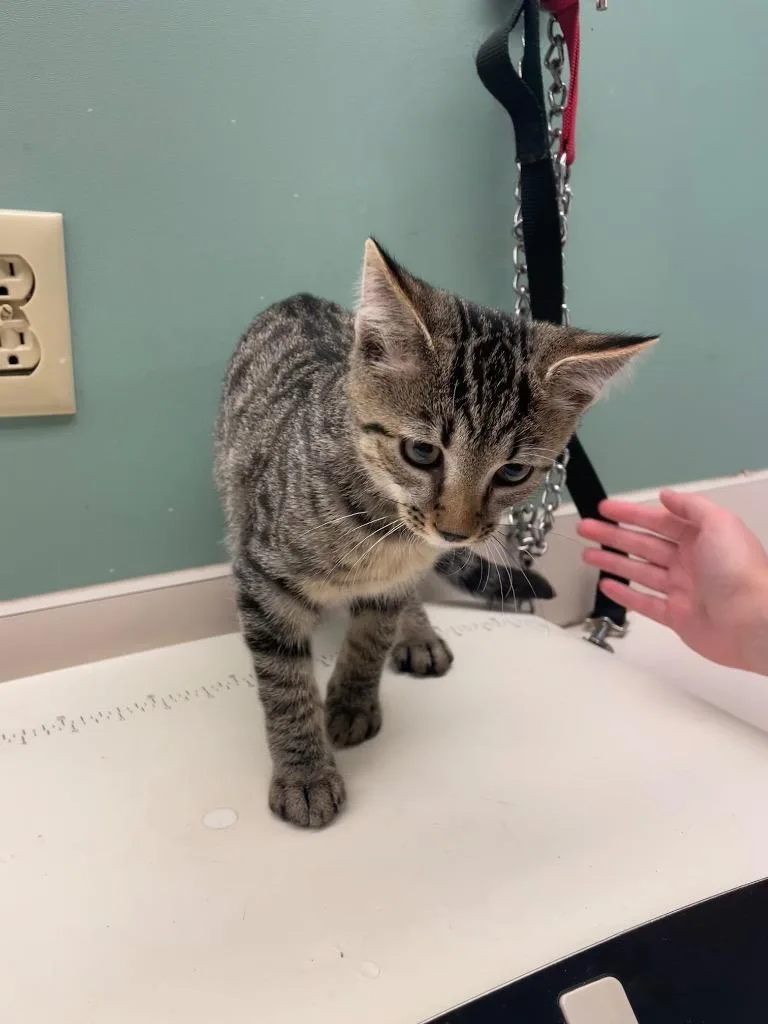 A baby medium-sized male Domestic Short Hair cat named Pepper for adoption in Mineral, VA