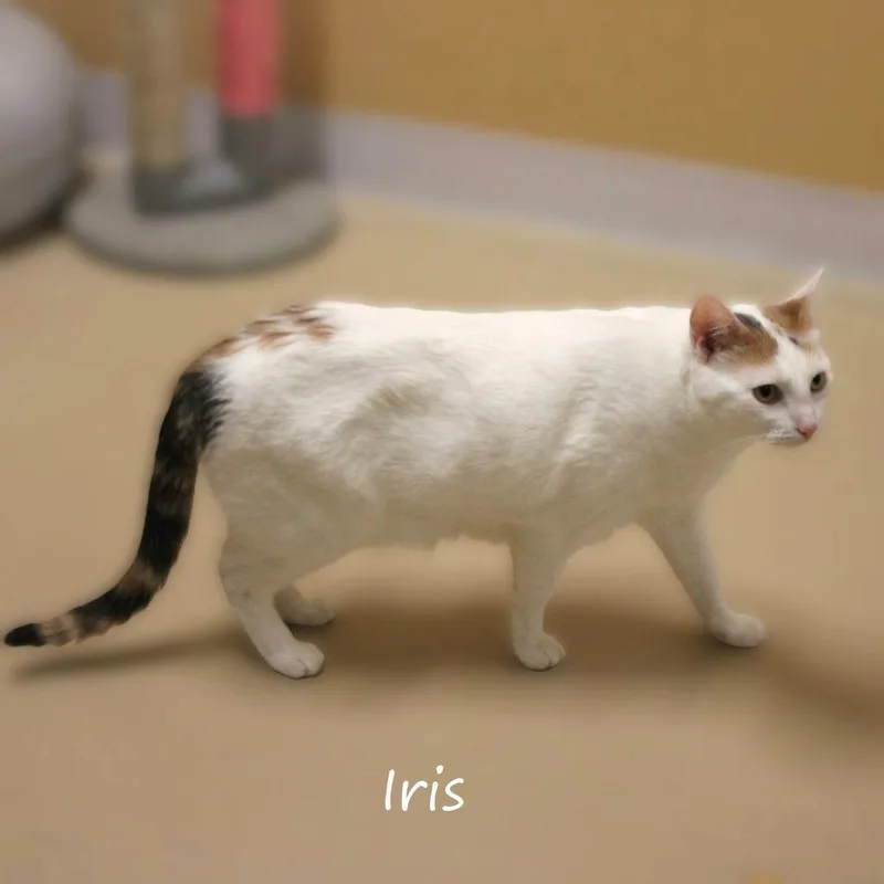 Iris