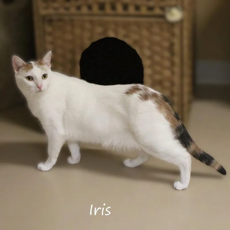 Iris thumbnail 2